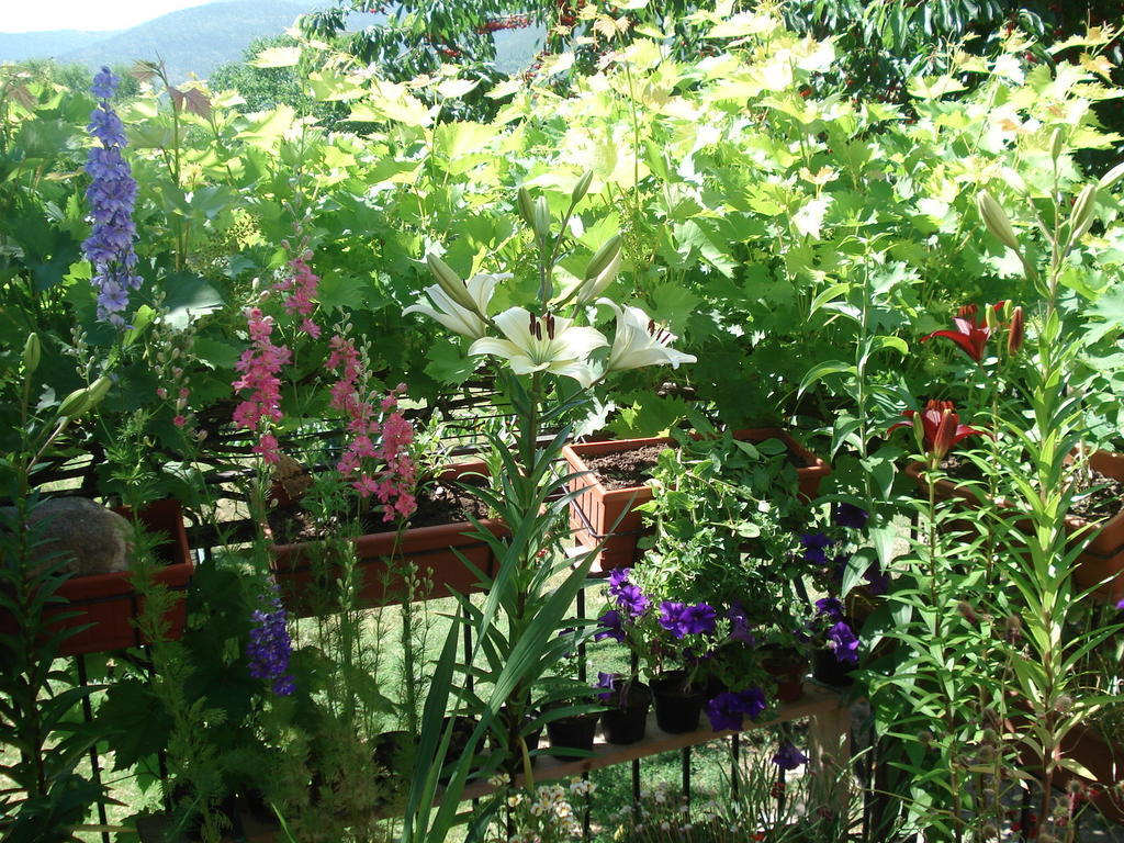 Bed and Breakfast Abruzzo Segreto Navelli Exterior foto